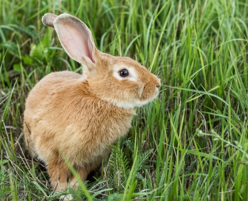 Tierarztpraxis Alleencenter | Kastration von Kaninchen