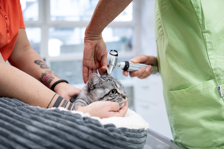 Tierarztpraxis Alleencenter | Diagnostik